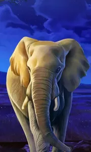 African Elephant
